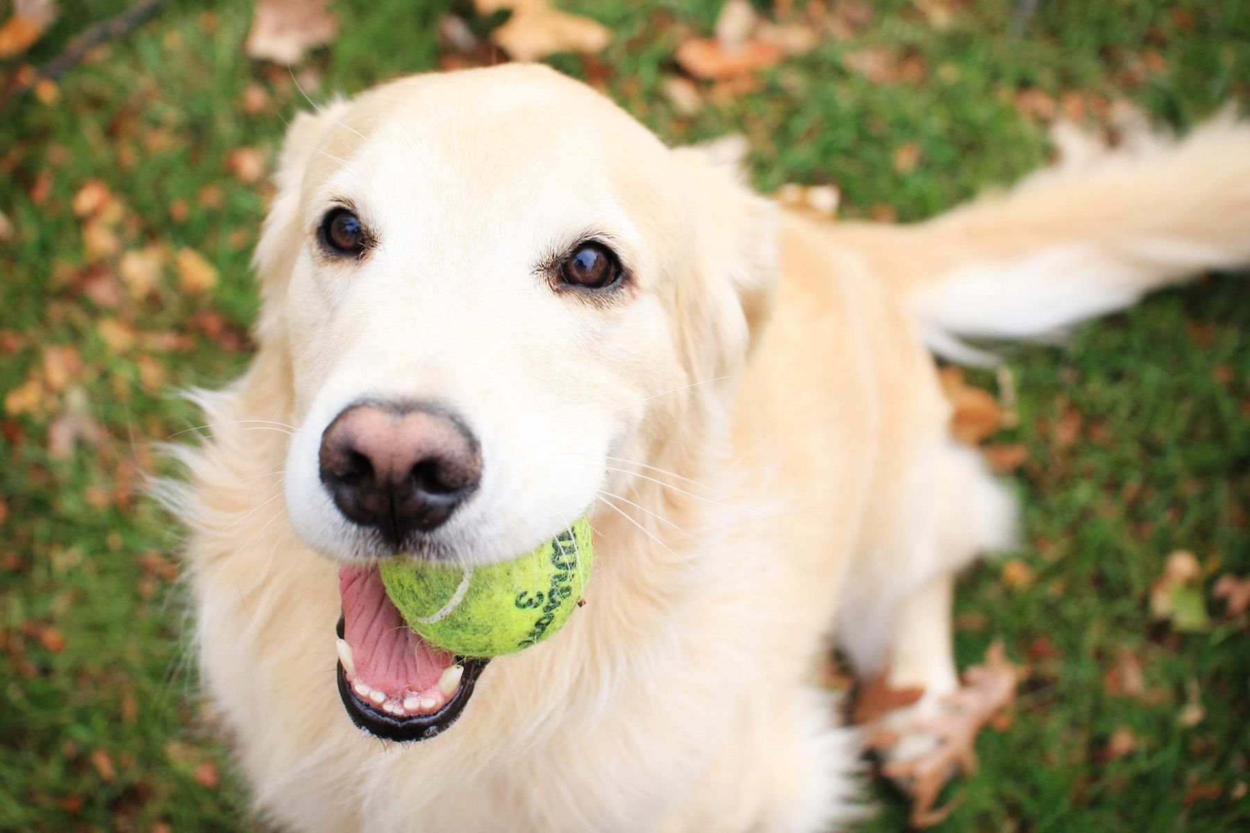 TPLO surgery Advanced Vet Care Lane Cove